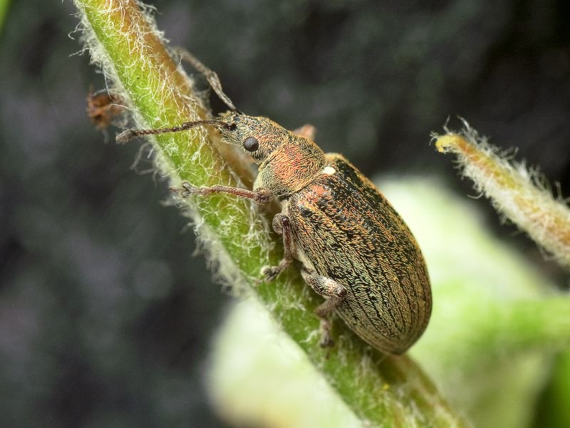 Phyllobius pyri (Linnaeus, 1758)